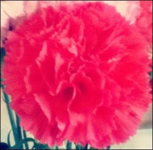 pink carnation used as clairvoyance meditation object