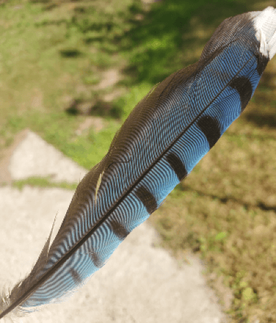 A single blue jay feather close-up