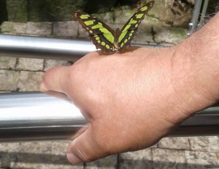 A psychic messenger or butterfly lands on your hand.