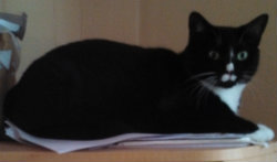 black and white cat, alert