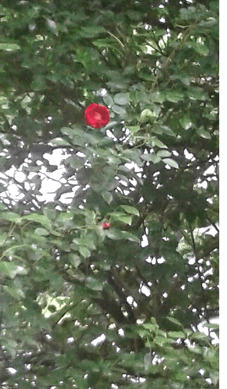 psychic appreciation through a rose